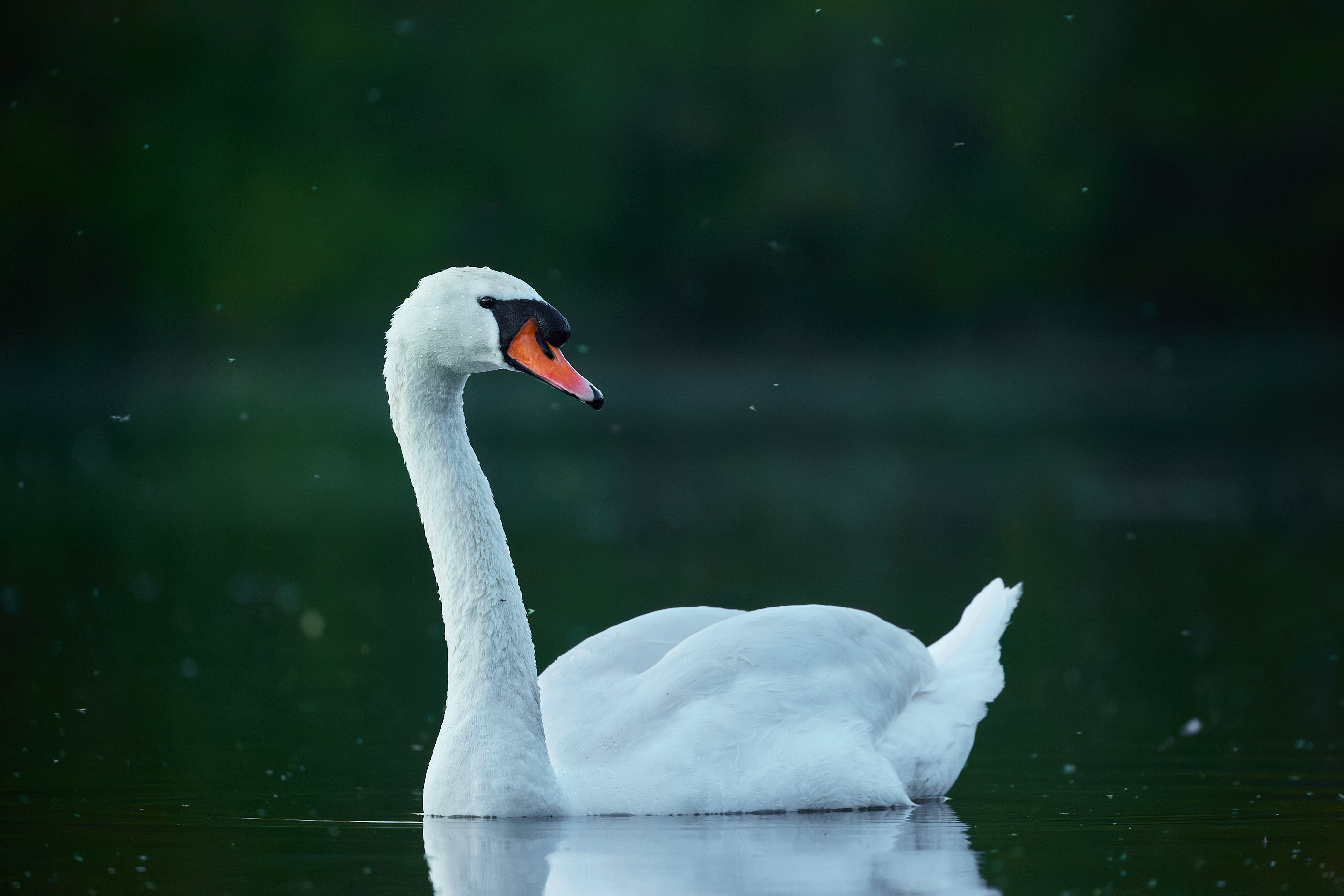 Swan at dusk